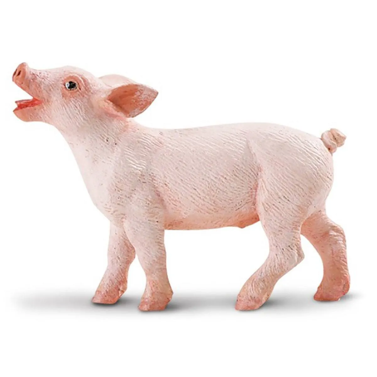 Piglet Safari Farm Safari Ltd